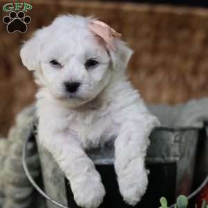 Tiny-Holly, Bichon Frise Puppy